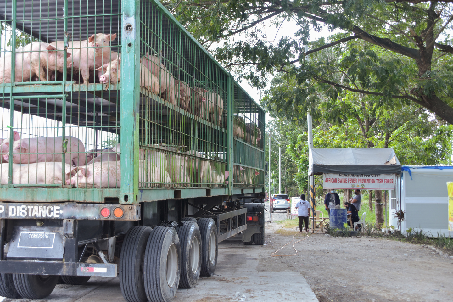 Live Hogs From Biotech Farms Ease the Shortage of Pork in Luzon - Biotech  Farms, Inc.