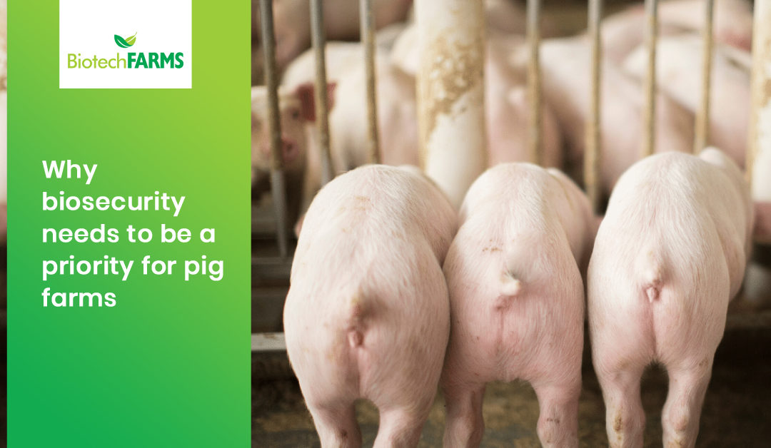 Why Biosecurity Needs to Be a Priority for Pig Farms