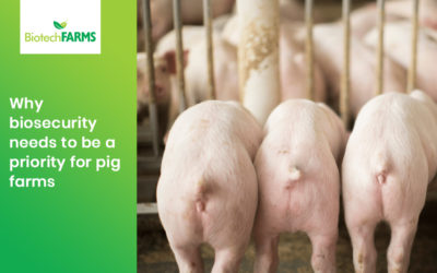 Why Biosecurity Needs to Be a Priority for Pig Farms